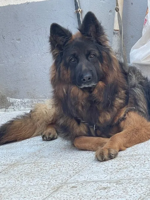Chien berger allemand 