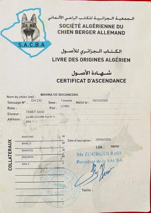 Chien berger allemand 