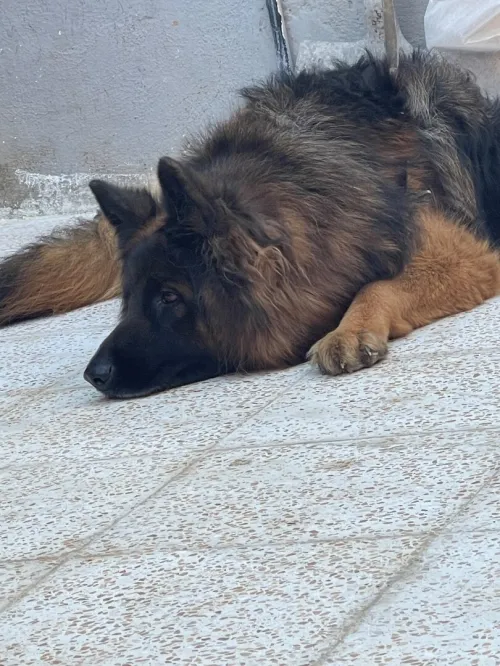 Chien berger allemand 