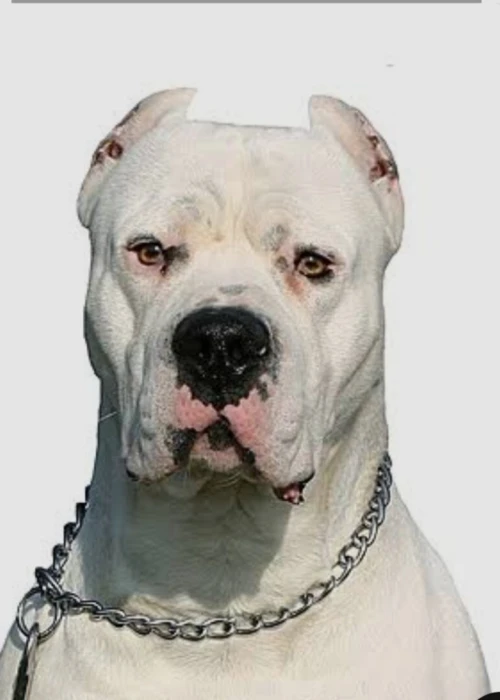 Dog Argentine 