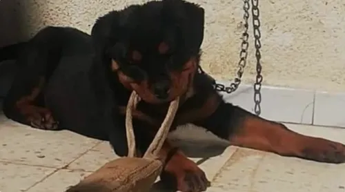 Rottweiler