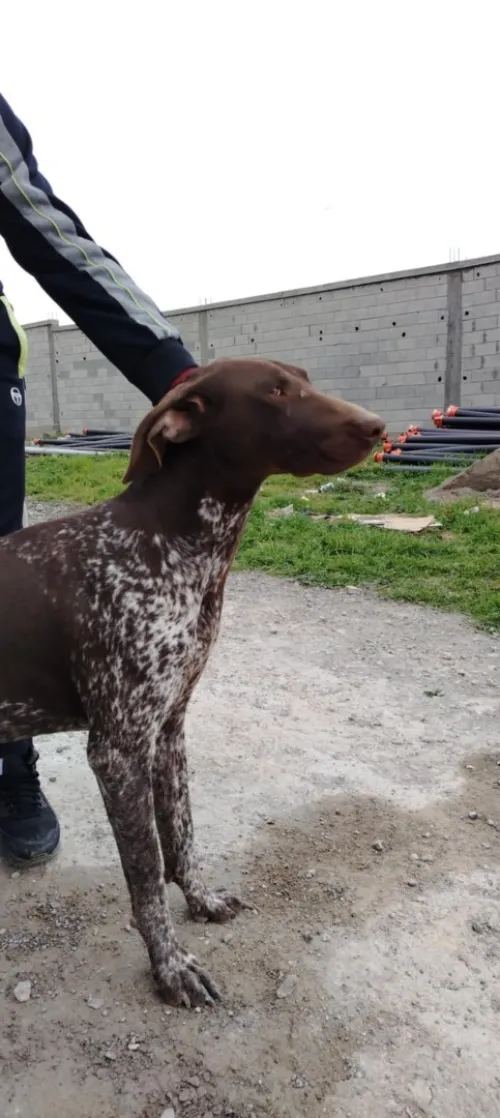 chien de chasse braque allemand pure race