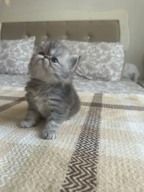 Chaton persan chinchilla 