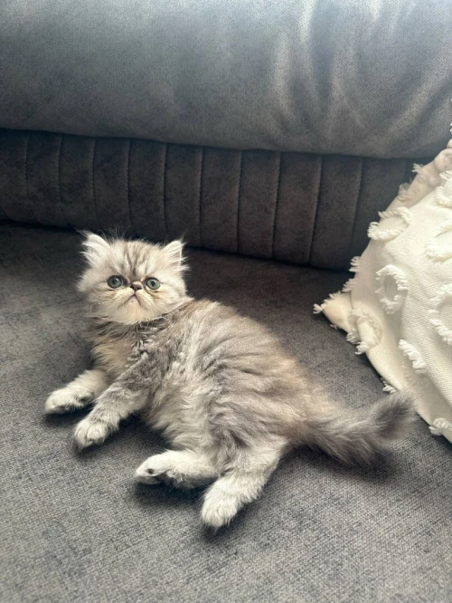 Chaton persan chinchilla 