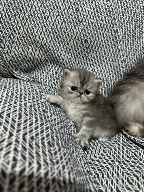 Chaton persan chinchilla 