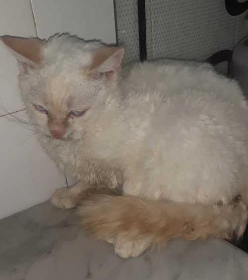 Chat croisé persan