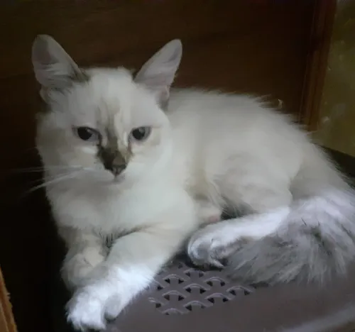 Chatons croisés persan 