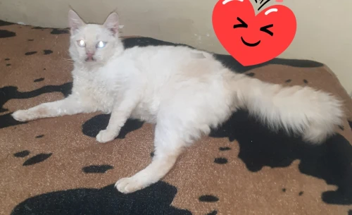 Chat croisé persan