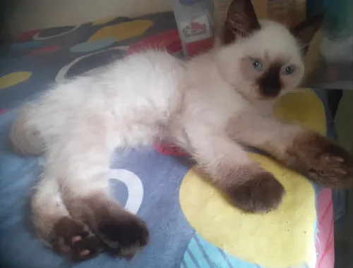 Chatons croisés persan 
