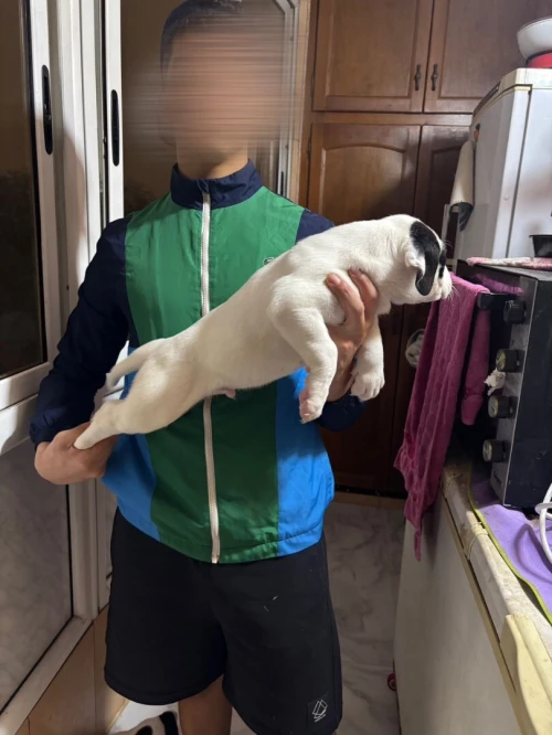 Chiot dog argent top 