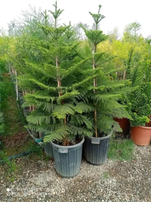 Éco jardin 