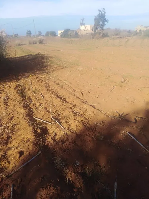 Vente Terrain Mostaganem Khadra