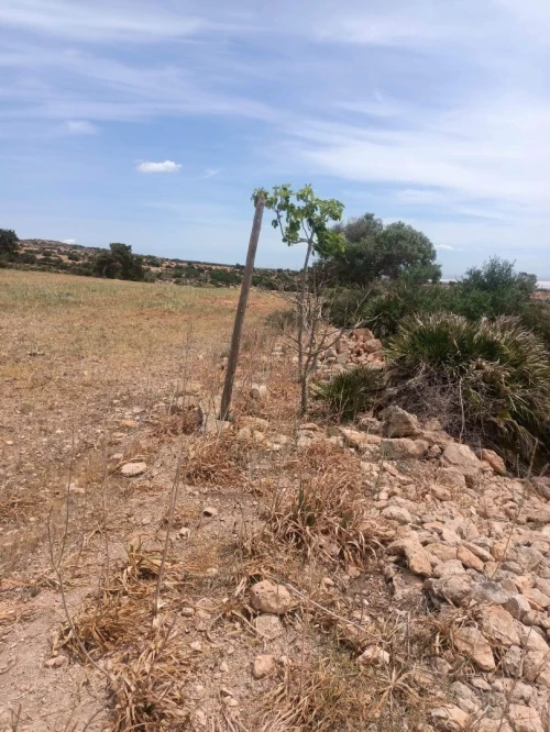 Vente Terrain Oran Boutlelis