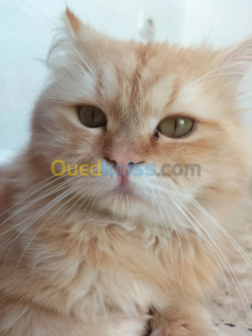 Chat persan Himalayen Pour accouplement 