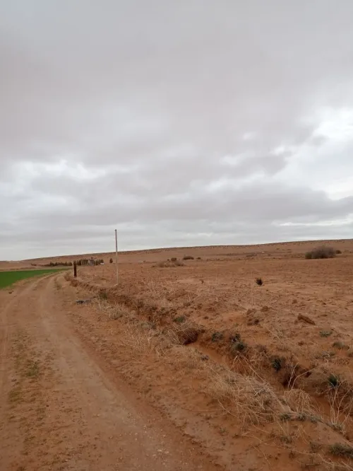 Vente Terrain Agricole M'Sila Zerarka