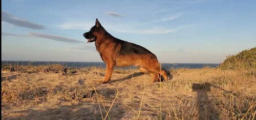 Berger allemand