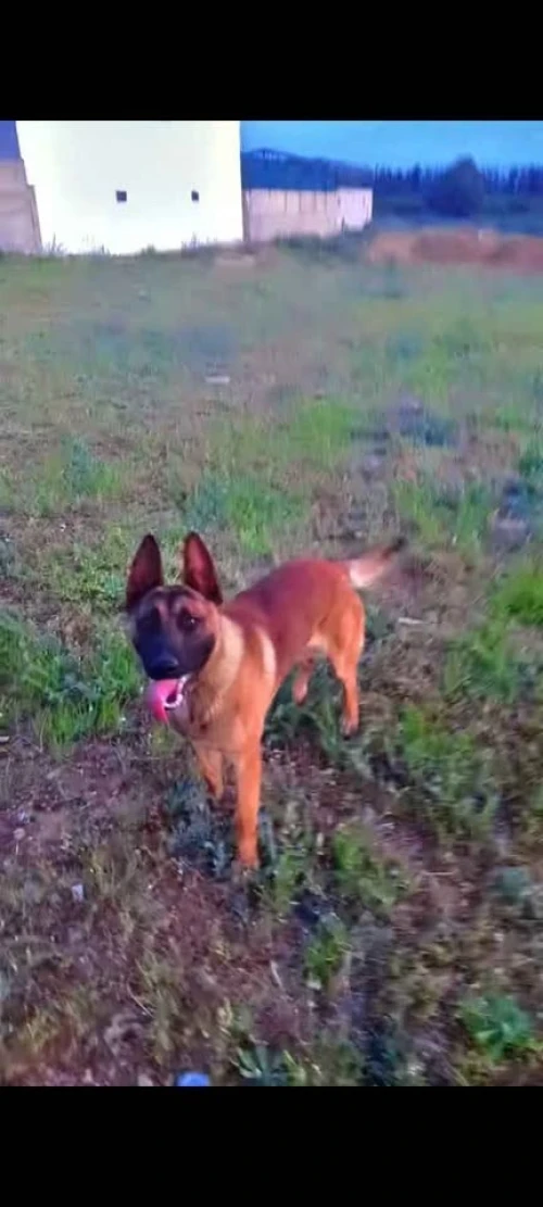 malinois