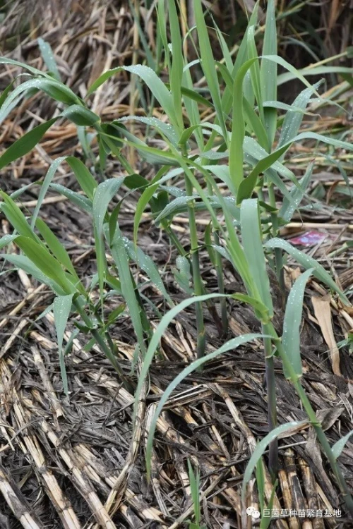 ENSILAGE/FOURRAGE BETAIL