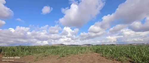 علف عالي الجودة للمواشي/l'ensilage pour les bétail