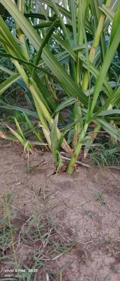علف عالي الجودة للمواشي/l'ensilage pour les bétail