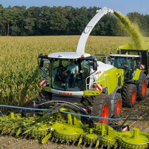 علف عالي الجودة للمواشي/l'ensilage pour les bétail