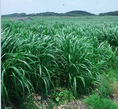 FOURRAGE/ ENSILAGE BETAIL