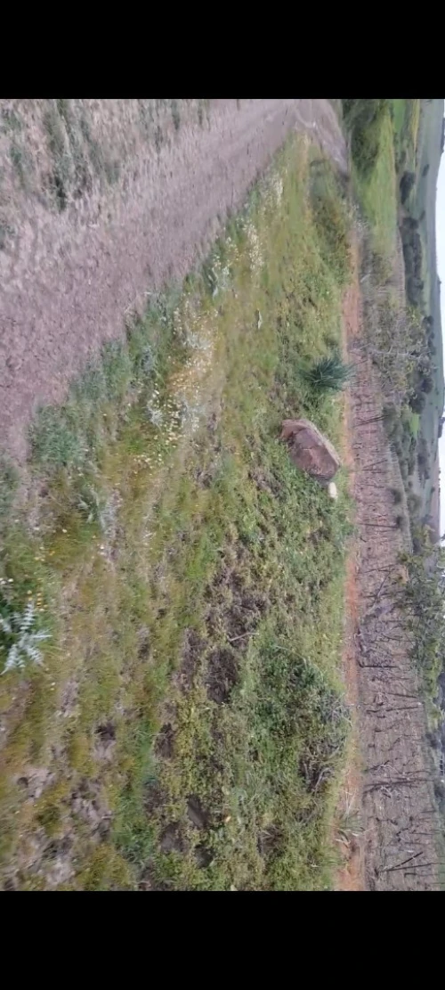 Vente Terrain Agricole Boumerdès Dellys