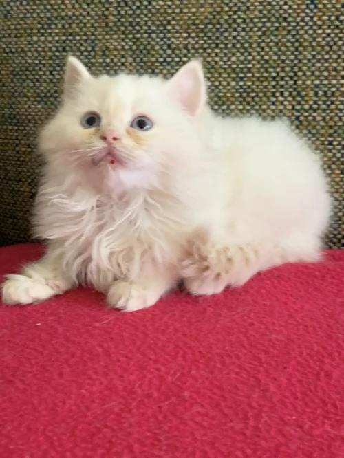Chatons persan