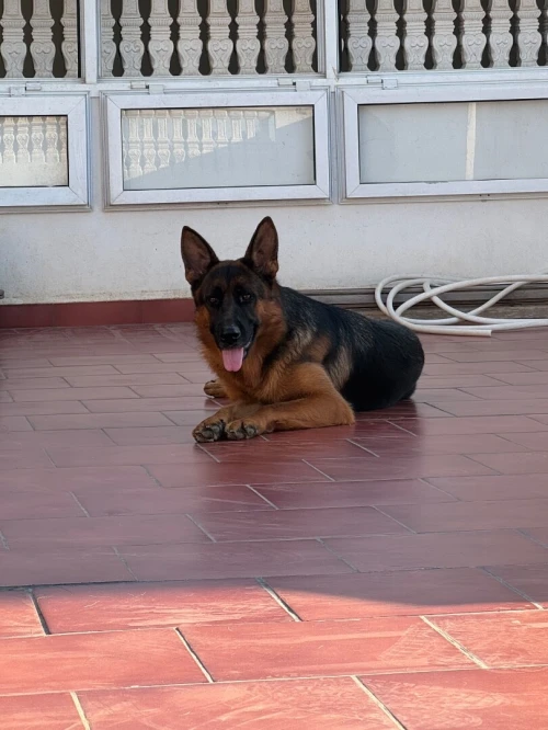 Berger allemand pedigree