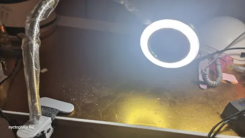 Lampe à table 