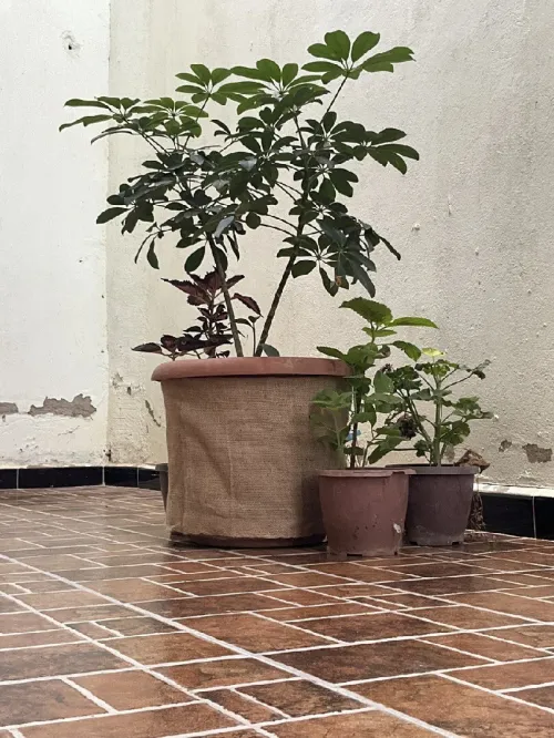 toile de jute 