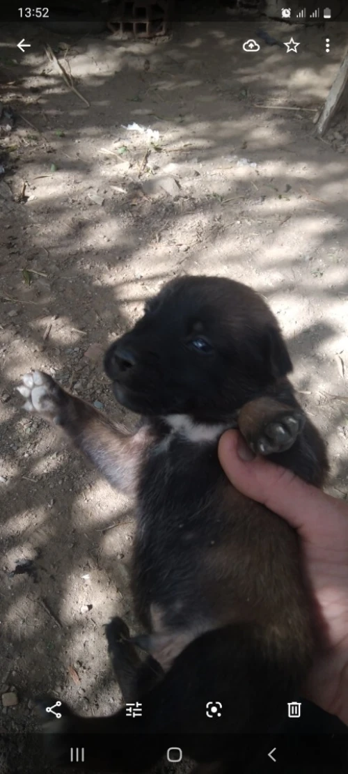 Chien MALINOIS
