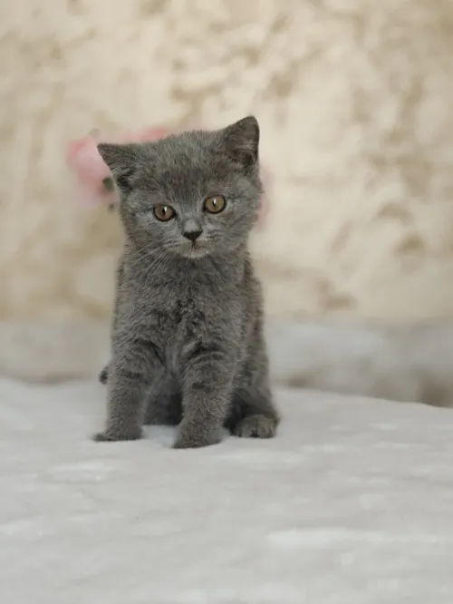  Chaton british