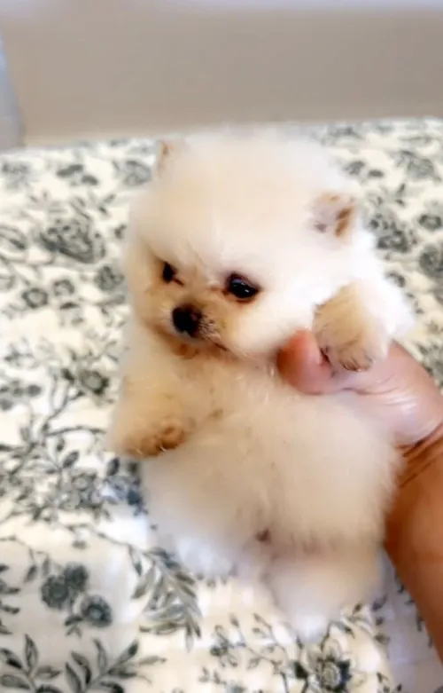 Spitz Pomeranian