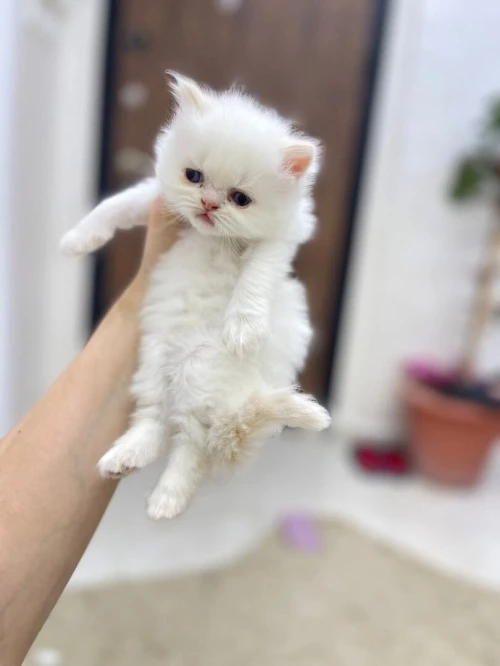 Chat de race