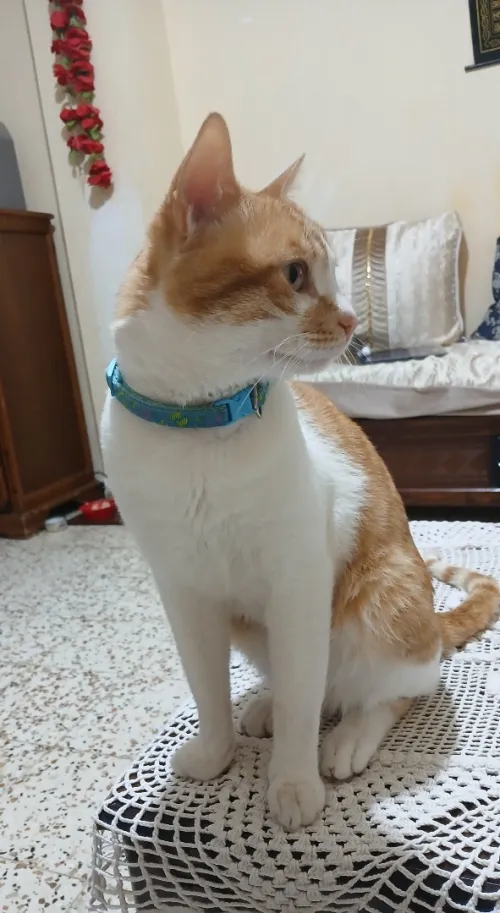 chat mâle à donner 