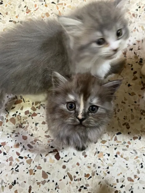 Persian