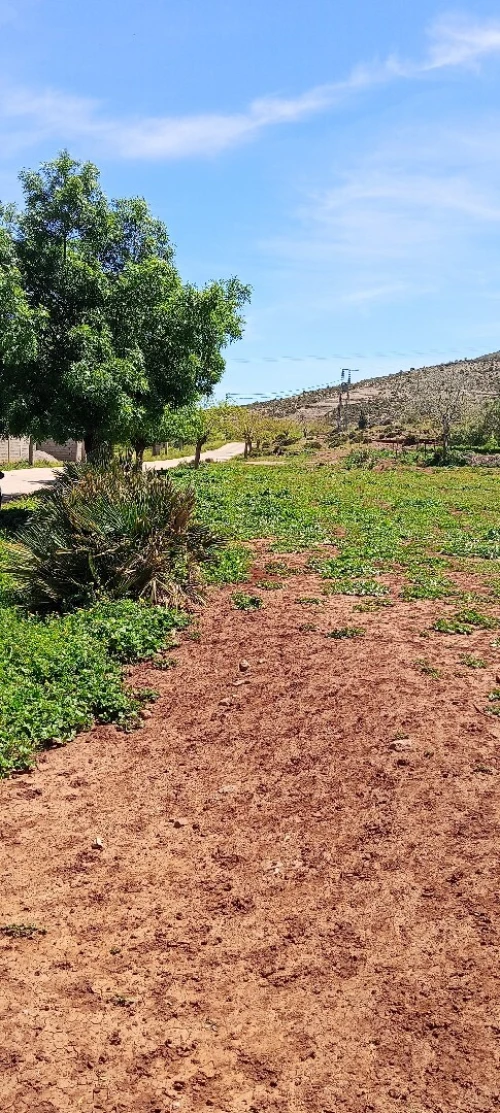 Vente Terrain Agricole Tlemcen Ain fezza