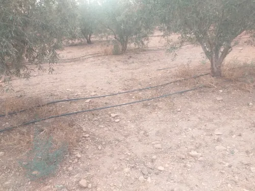 Vente Terrain Agricole Sidi Bel Abbès Sidi khaled