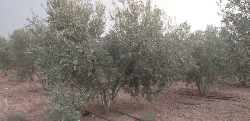 Vente Terrain Agricole Sidi Bel Abbès Sidi khaled