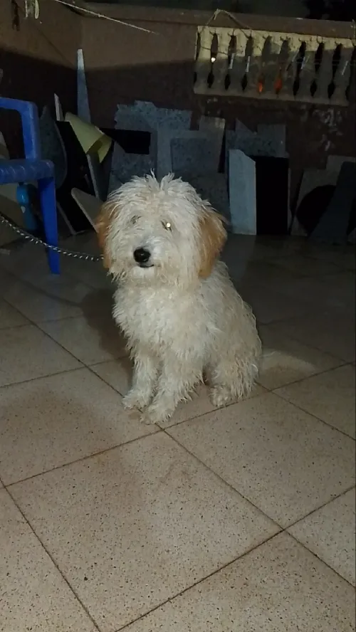 BICHON femelle À vendre