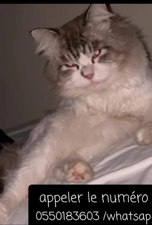 Chat pure race
