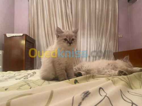 Chaton de race 