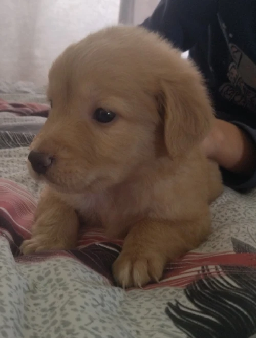 Golden retriver mal age de 2moia