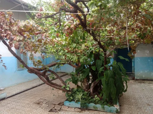Vente Appartement F6 Blida Blida