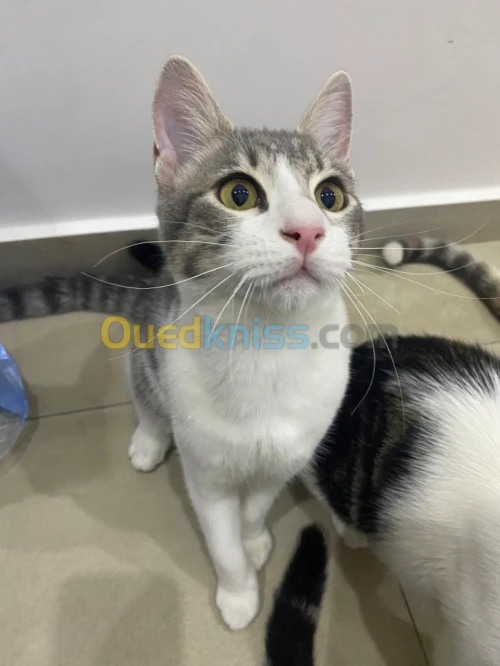 Cats for adoption 