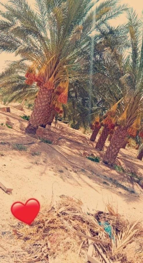 Vente Terrain Biskra Oumache