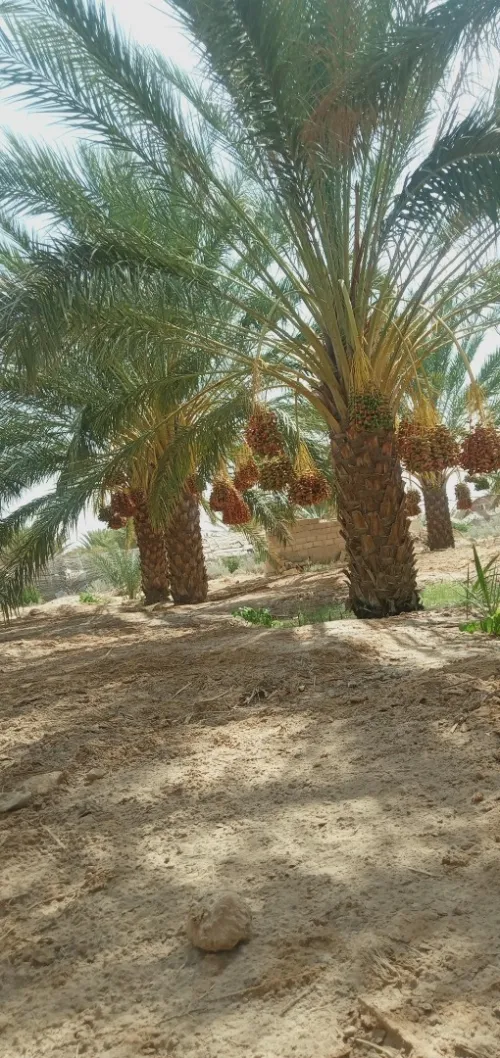 Vente Terrain Biskra Oumache