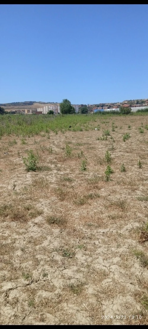 Vente Terrain Tipaza Sidi rached