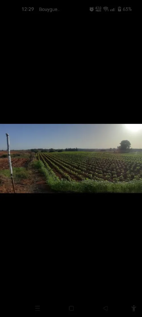 Vente Terrain Agricole Mostaganem Ain tadles